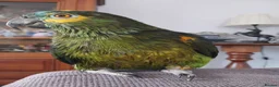 Parrots birds for sale: Blue Fronted Amazon  - Advert 9