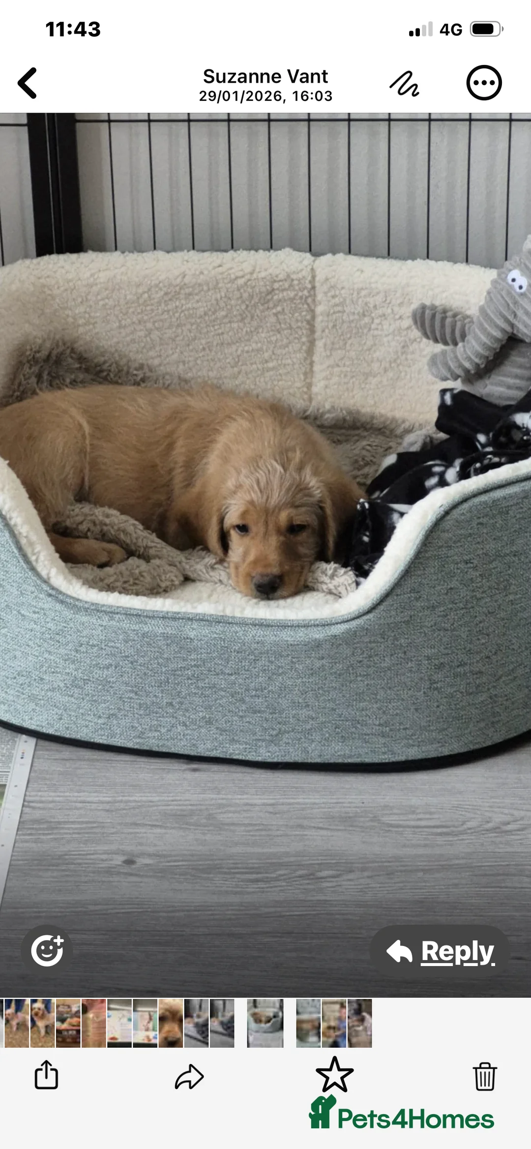 Labradoodle dogs for sale: F1 Red Miniature Labradoodles  - Advert 2