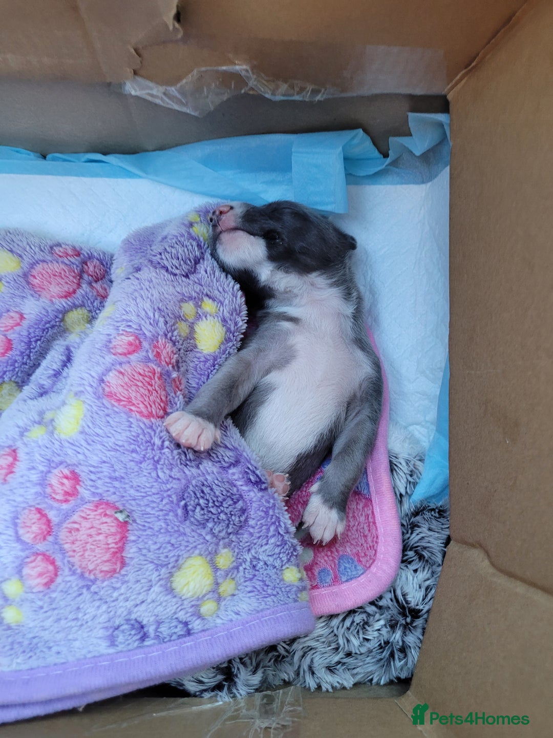 Whippet dogs for sale: Pure breed KC REGISTERED WHIPPET PUPPY - Image 2