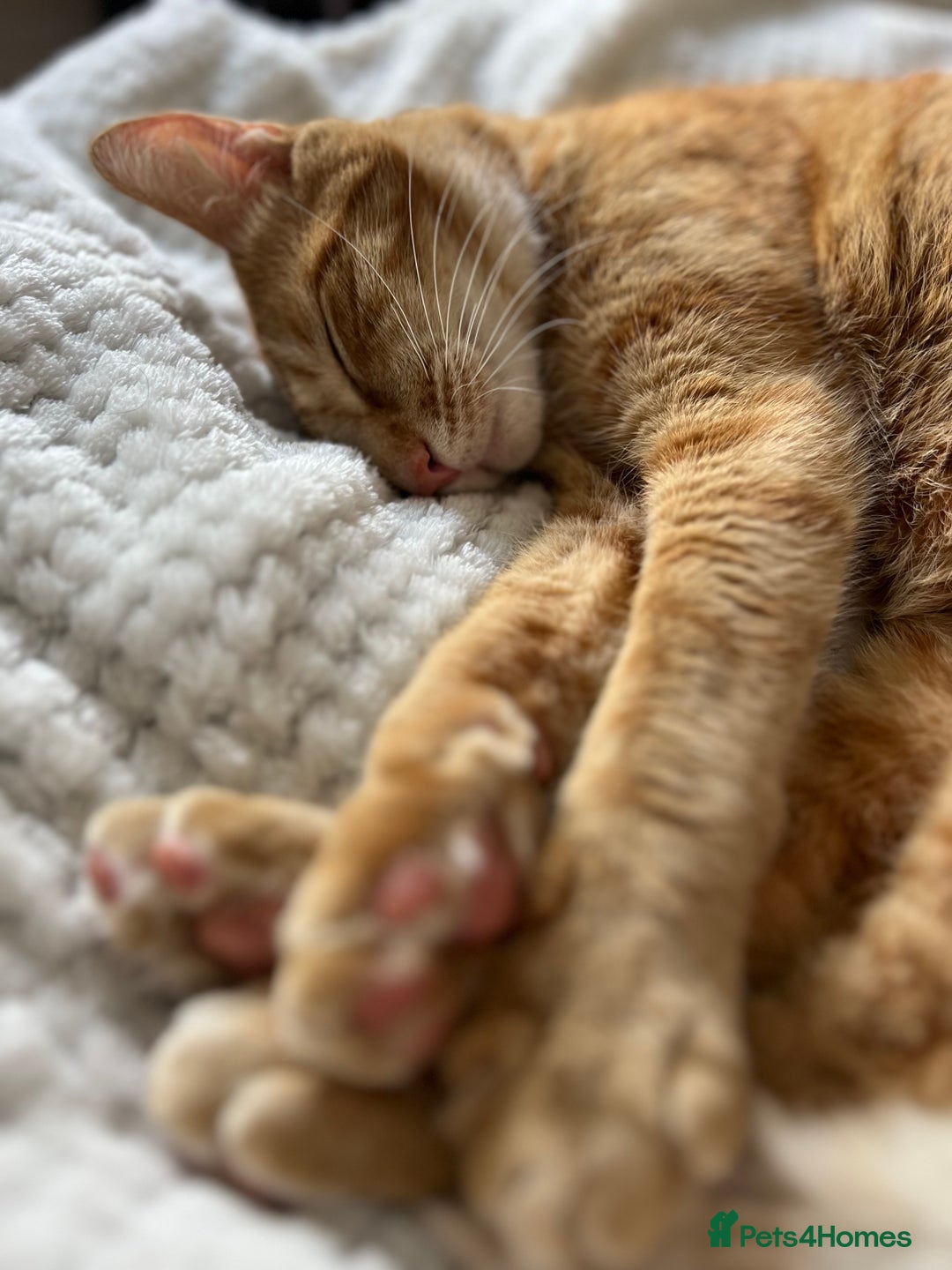 Mixed Breed birds for sale: 3-year-old cat looking for a new home - Advert 5