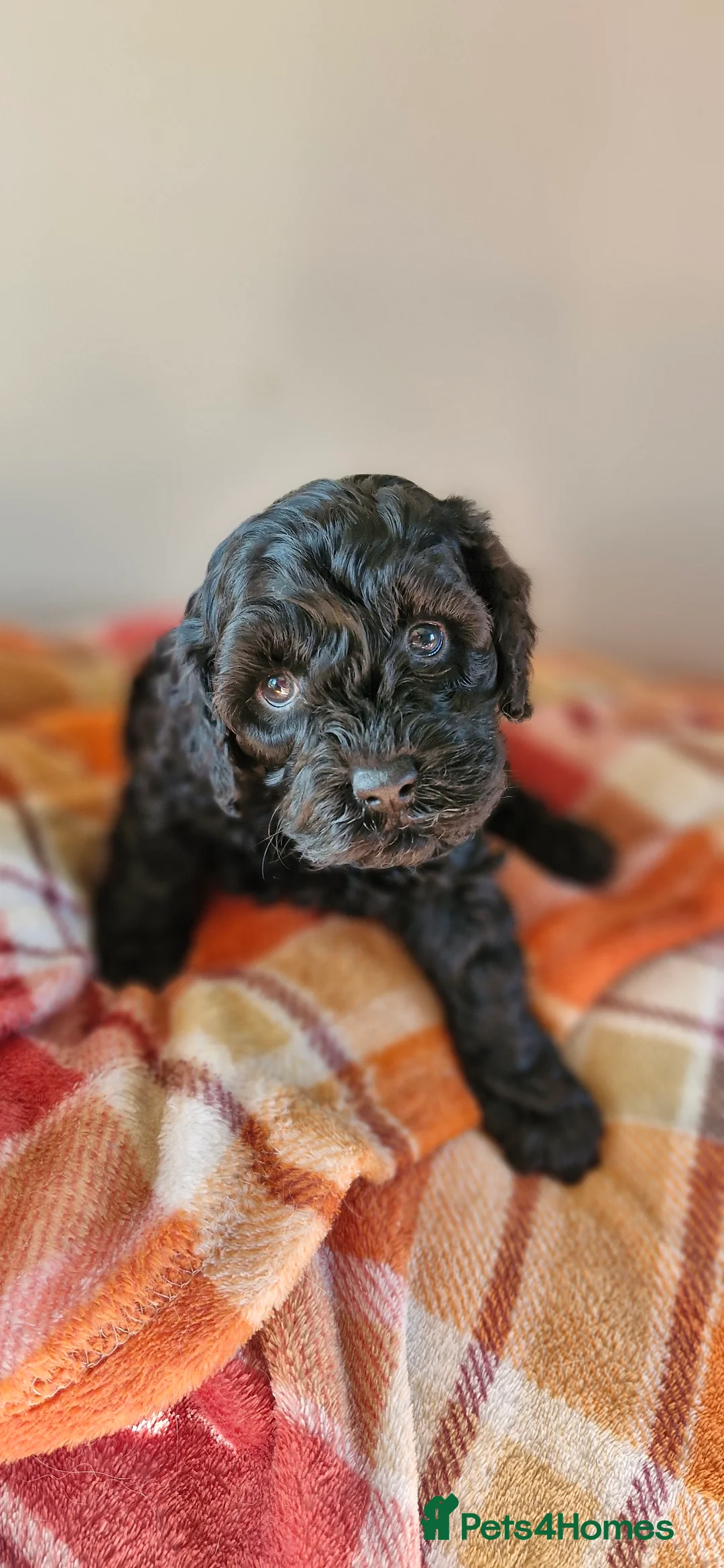 Poodle dogs for stud: Merle black & silver poodle for stud only .  in Lincoln - Advert 17