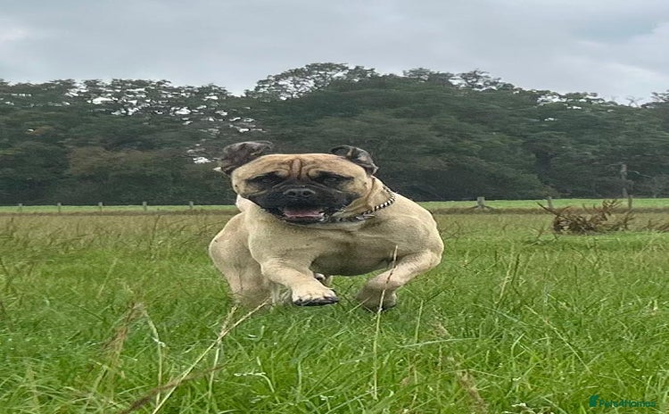 Mastiff dogs - Advert 1