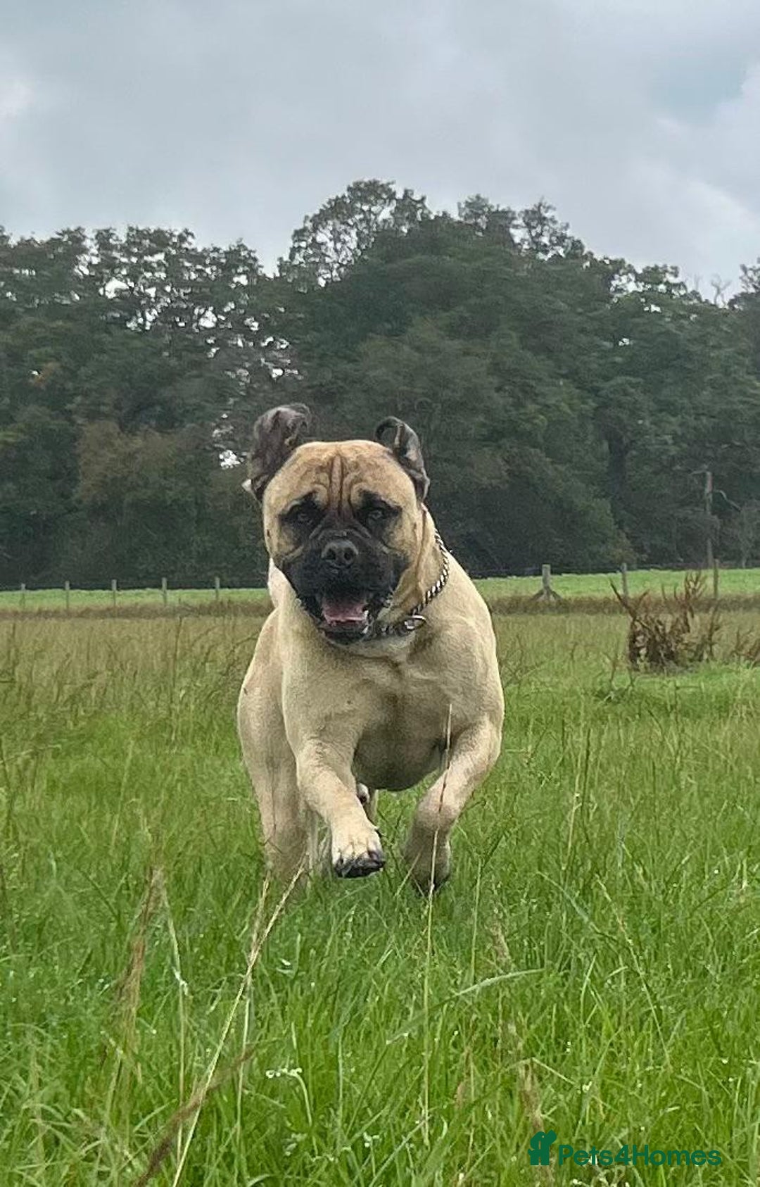 Mastiff dogs for stud: French X English Mastiff for Stud - Image 1