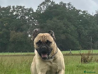 Mastiff dogs - Advert 4