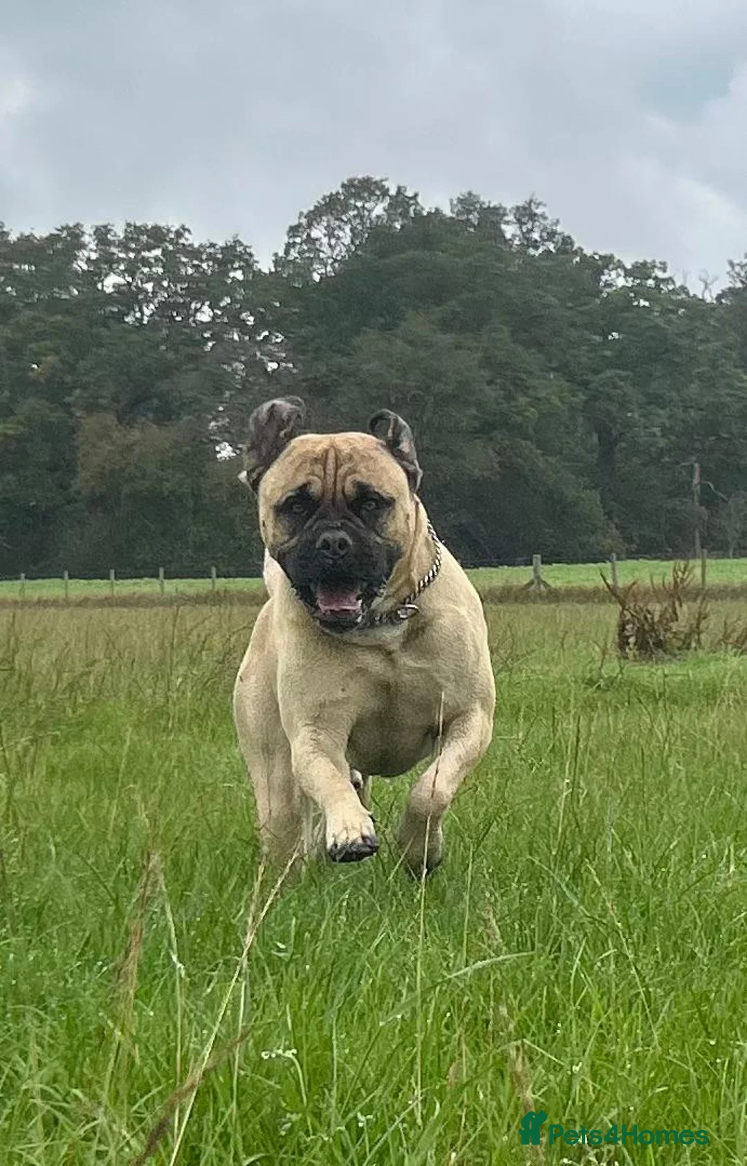 Mastiff dogs for stud: French X English Mastiff for Stud - Advert 1