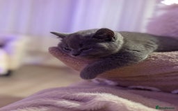 British Shorthair cats for sale: Prudence & pipers babies - Image 6