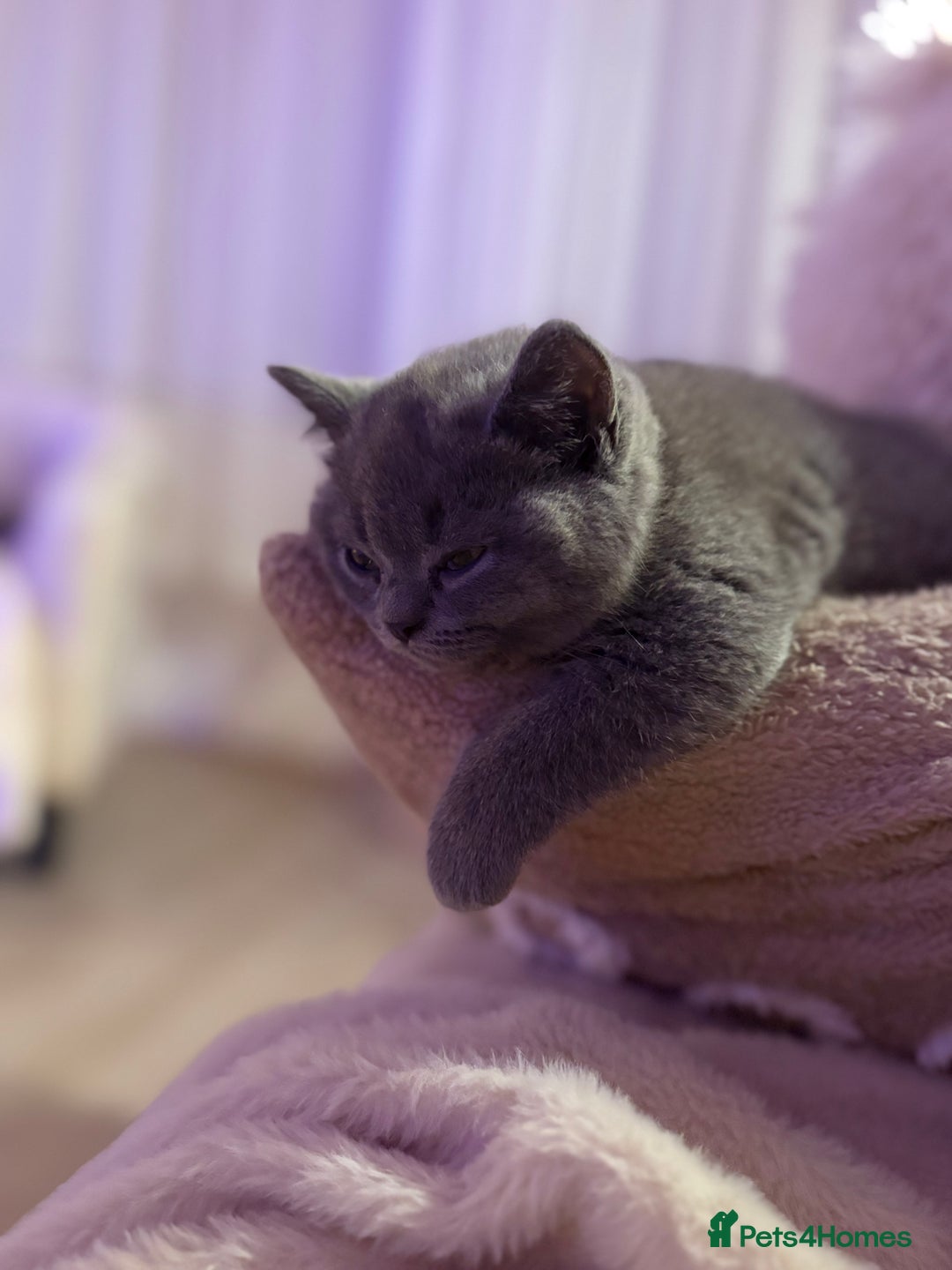 British Shorthair cats for sale: Prudence & pipers babies - Image 6