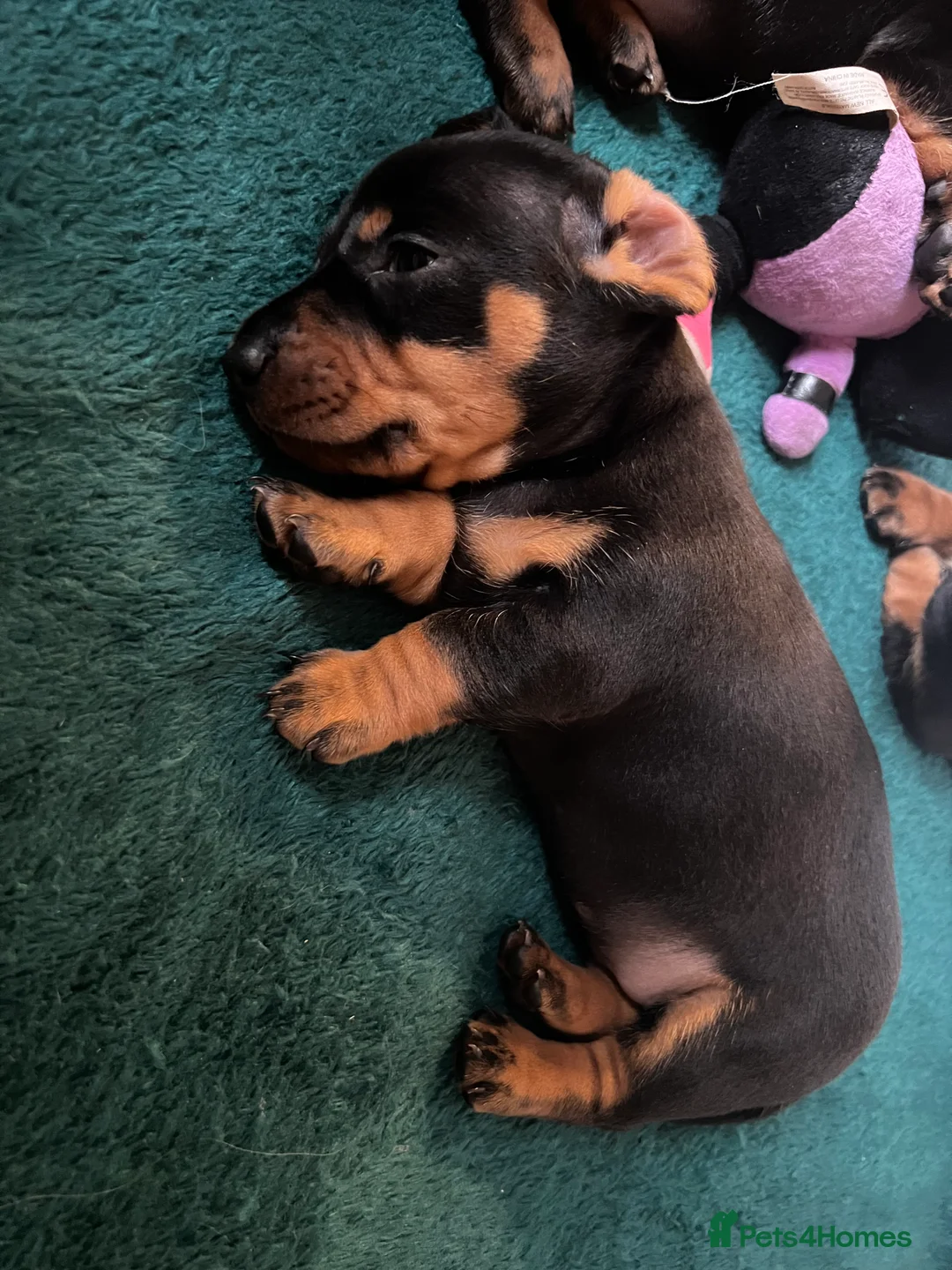 Miniature Dachshund dogs for sale: 🐾 Exceptional KC Miniature Dachshund Puppies ✨ - Advert 8