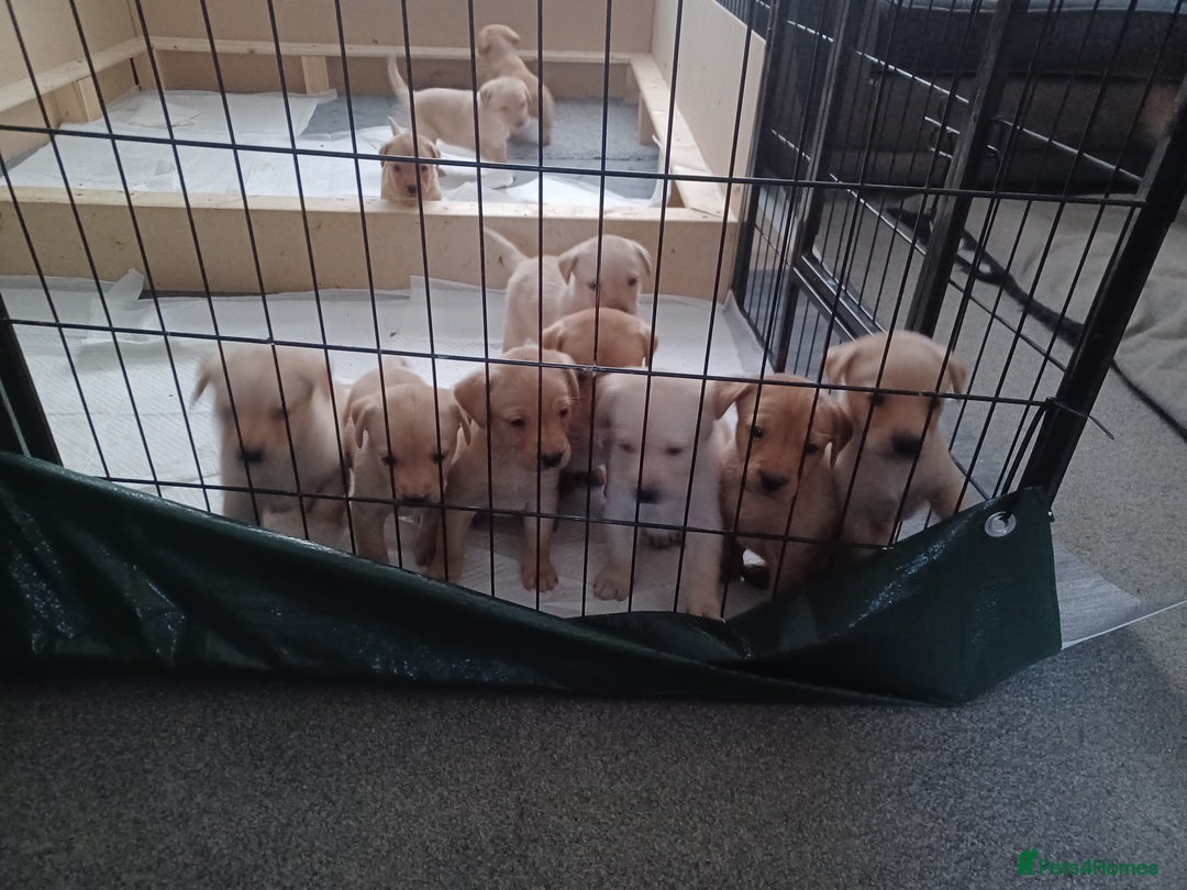Labrador Retriever dogs for sale: Stunning KC registered labrador puppies in Hawick - Image 2
