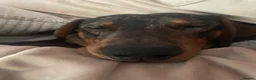 Dachshund dogs for sale: 1 year old, looking for new home  - Advert 3