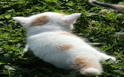 Mixed Breed cats for sale: A kitten - Image 10