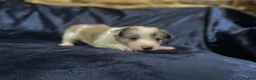 Border Collie dogs for sale: Border Collie Pups - Advert 28