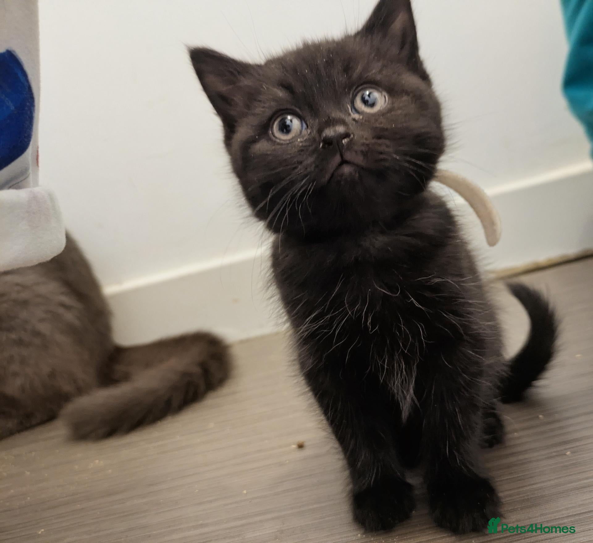 British Shorthair cats British shorthair cross kittens  - Advert 2
