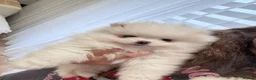 Pomeranian dogs for sale: !! LAST !! High quality KC reg girl - Advert 3