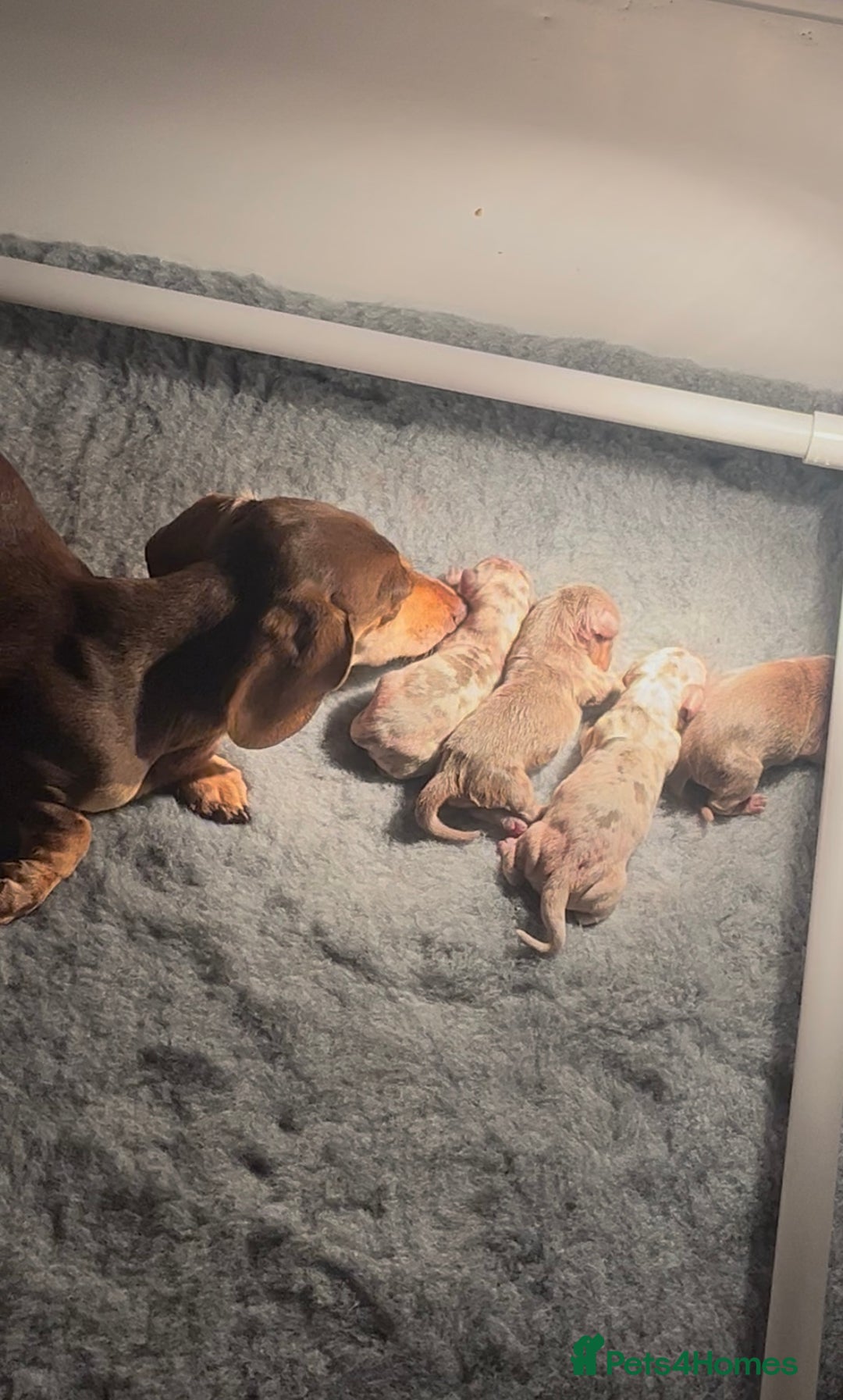 Miniature Dachshund dogs for sale: Stunning KC true miniature dachshund puppies - Image 9