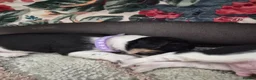 Jack Russell dogs for sale: 4 stunning male jack russell puppies  in Larkhall - Advert 18