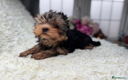 Yorkshire Terrier dogs for sale: Kennel, Yorkshire Terrier Puppies for Sale 🐾 - Image 3