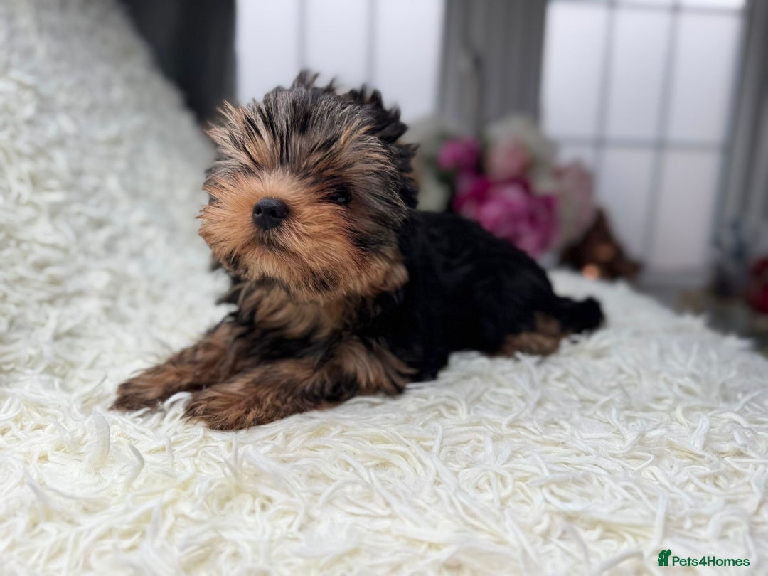 Yorkshire Terrier dogs for sale: Kennel, Yorkshire Terrier Puppies for Sale 🐾 - Image 3