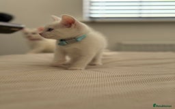 Mixed Breed cats for sale: Mixed breed white kittens  - Image 2