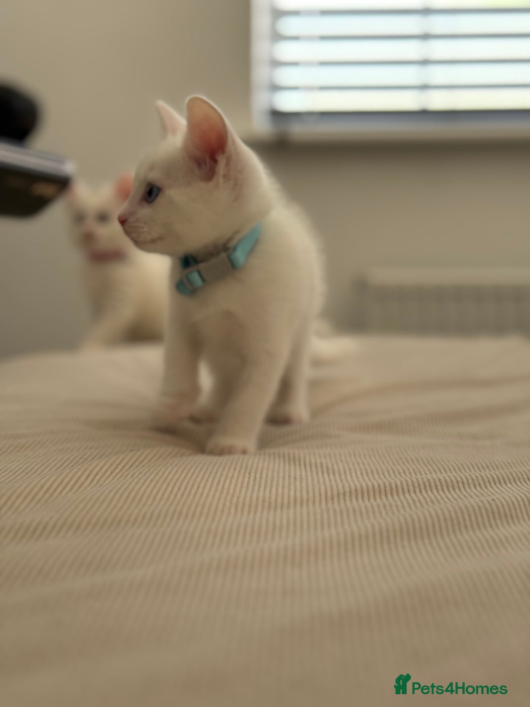 Mixed Breed cats for sale: Mixed breed white kittens  - Image 2