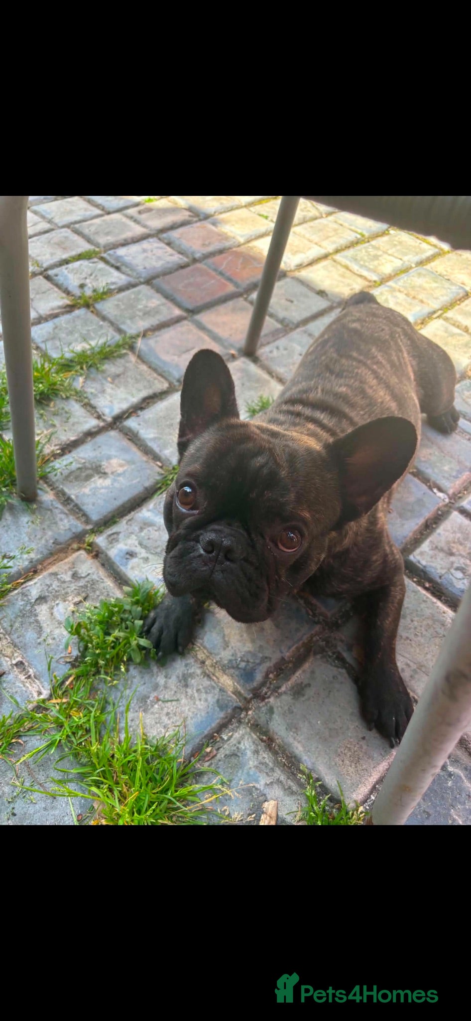 French Bulldog dogs Bulldog French  - Advert 16