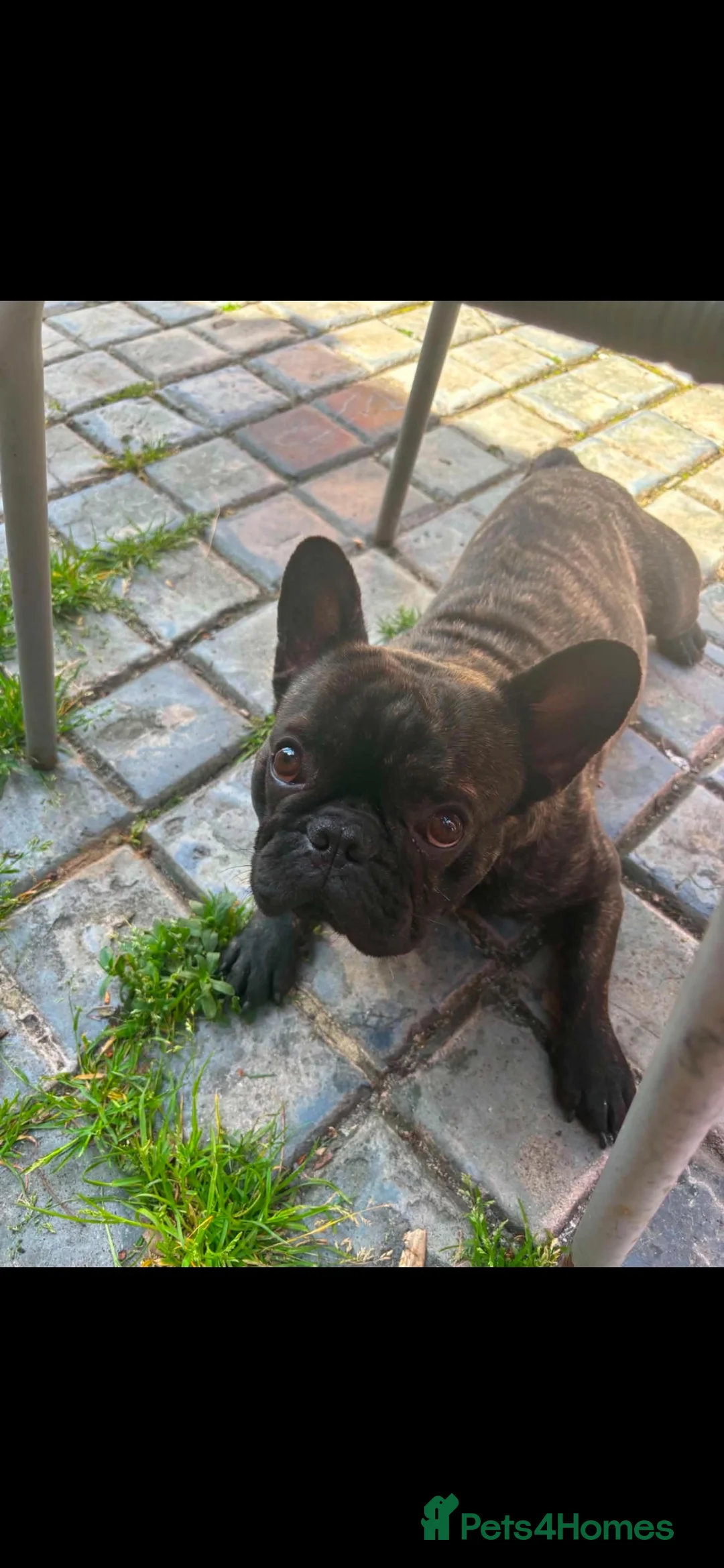 French Bulldog dogs for sale: Bulldog French  in Middlesbrough - Advert 1
