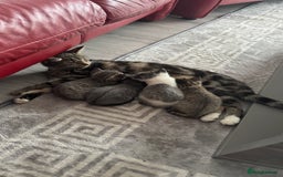 Domestic Shorthair cats for sale: 4 Domestic Shorthair Kittens - Image 9