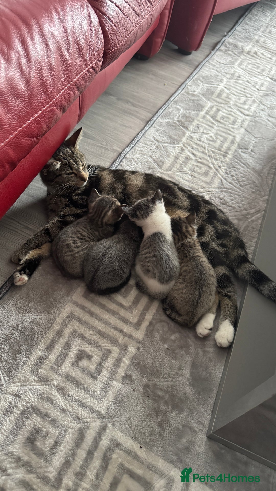 Domestic Shorthair cats for sale: 4 Domestic Shorthair Kittens - Image 9