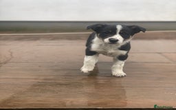 Border Collie dogs for sale: Lovely Border Collie pups available 🩷 - Image 5