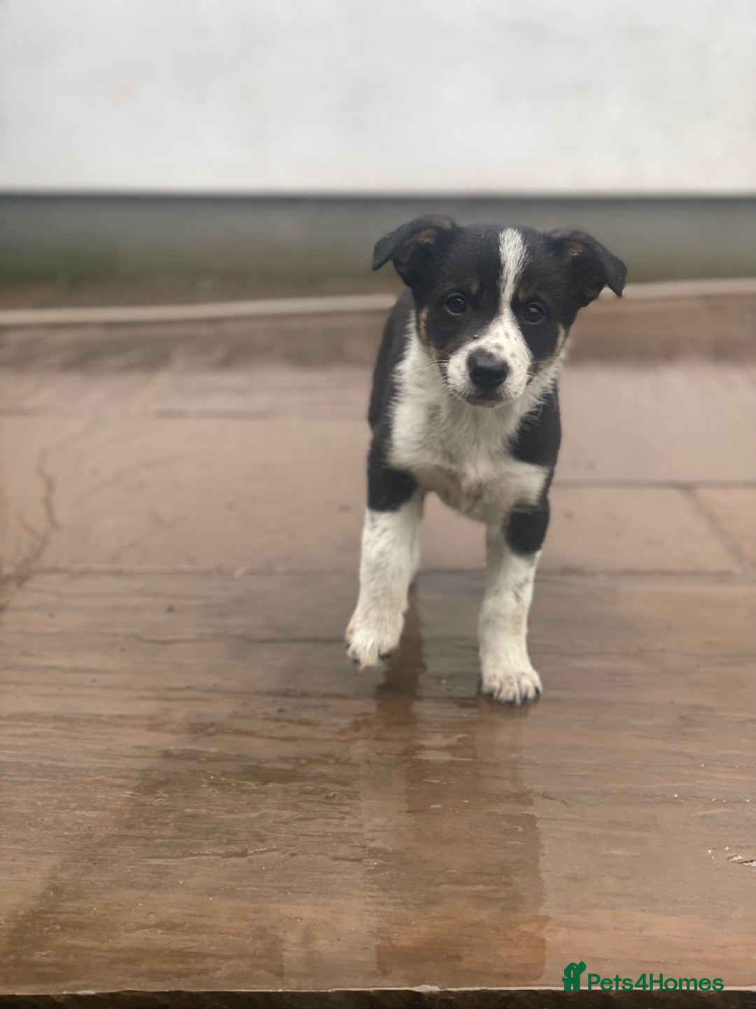 Border Collie dogs for sale: Lovely Border Collie pups available 🩷 - Image 5
