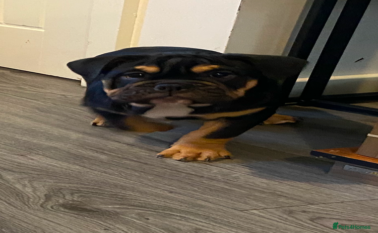 English Bulldog dogs 2 Gorgeous Pedigree English Bulldog pups Cornwall - Advert 1