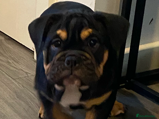 English Bulldog dogs 2 Gorgeous Pedigree English Bulldog pups Cornwall - Advert 1