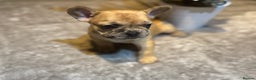 French Bulldog dogs for sale: LAST ONE REDUCED FRENCH BULLDOG 🐾 - Advert 17