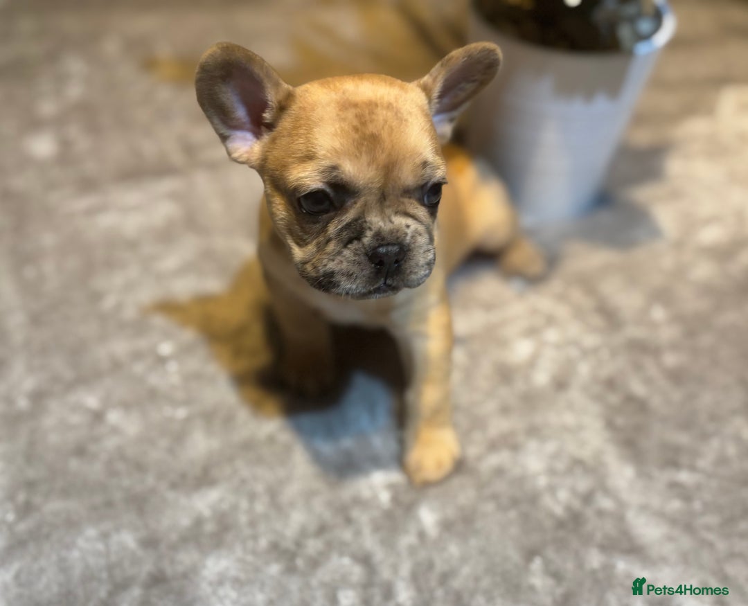 French Bulldog dogs for sale: LAST ONE REDUCED FRENCH BULLDOG 🐾 - Advert 17