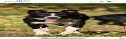 Mixed Breed dogs for sale: Adorable Cocker x Border Collie - Advert 3