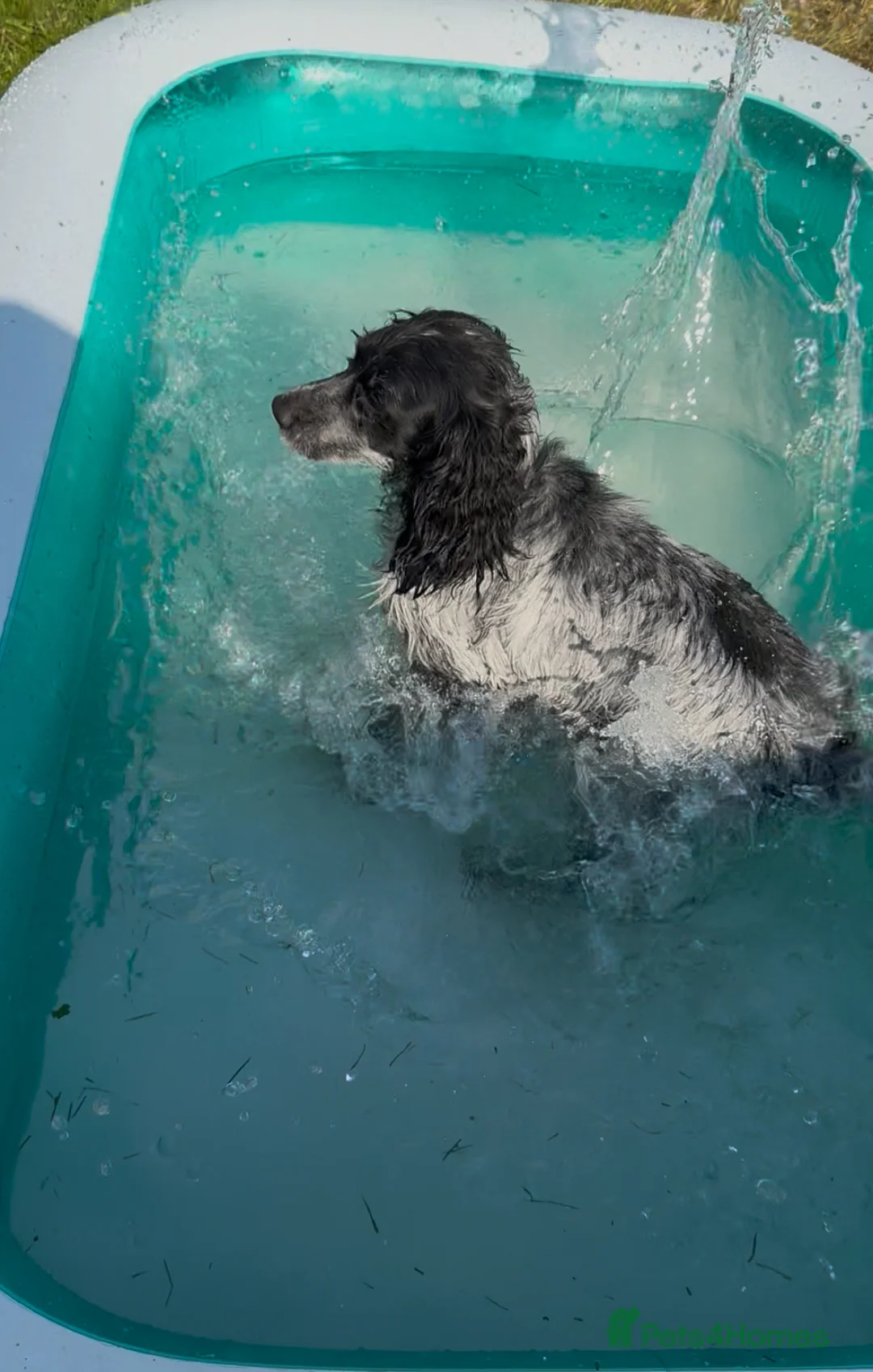 English Springer Spaniel dogs for sale: Eddie in Holyhead - Advert 4