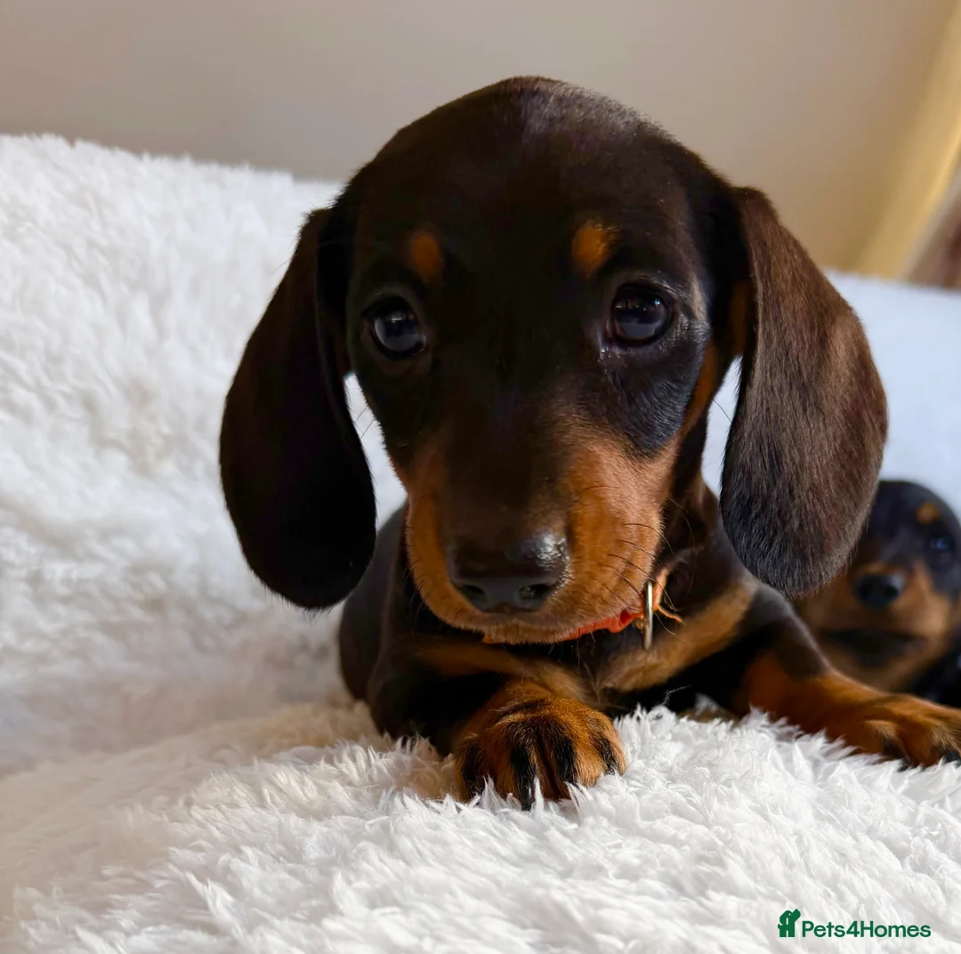 Miniature Dachshund dogs for sale: Beautiful Miniature Dachshund puppies for sale - Advert 10