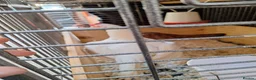 Chickens poultry for sale: Fighting Aseel  - Advert 1