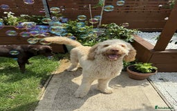 Labradoodle dogs for sale: Beautiful Labradoodle boy - Image 1