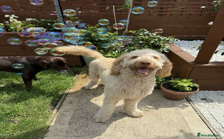 Labradoodle dogs - Advert 1