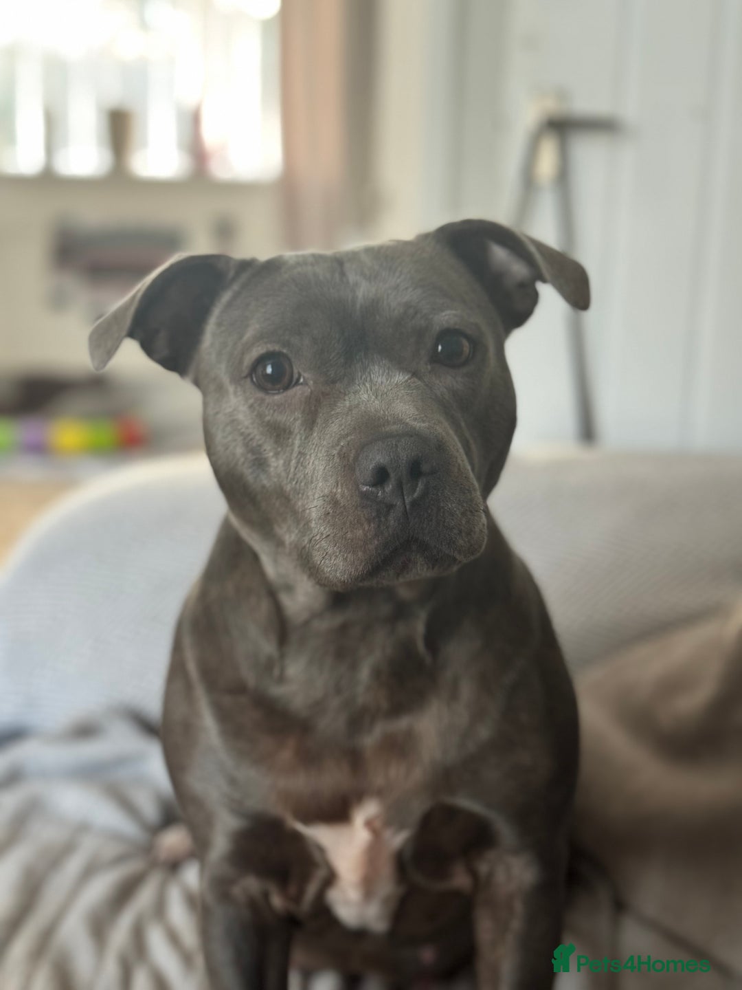 Staffordshire Bull Terrier dogs for sale: Staffordshire bull terrier pups for sale  - Advert 2