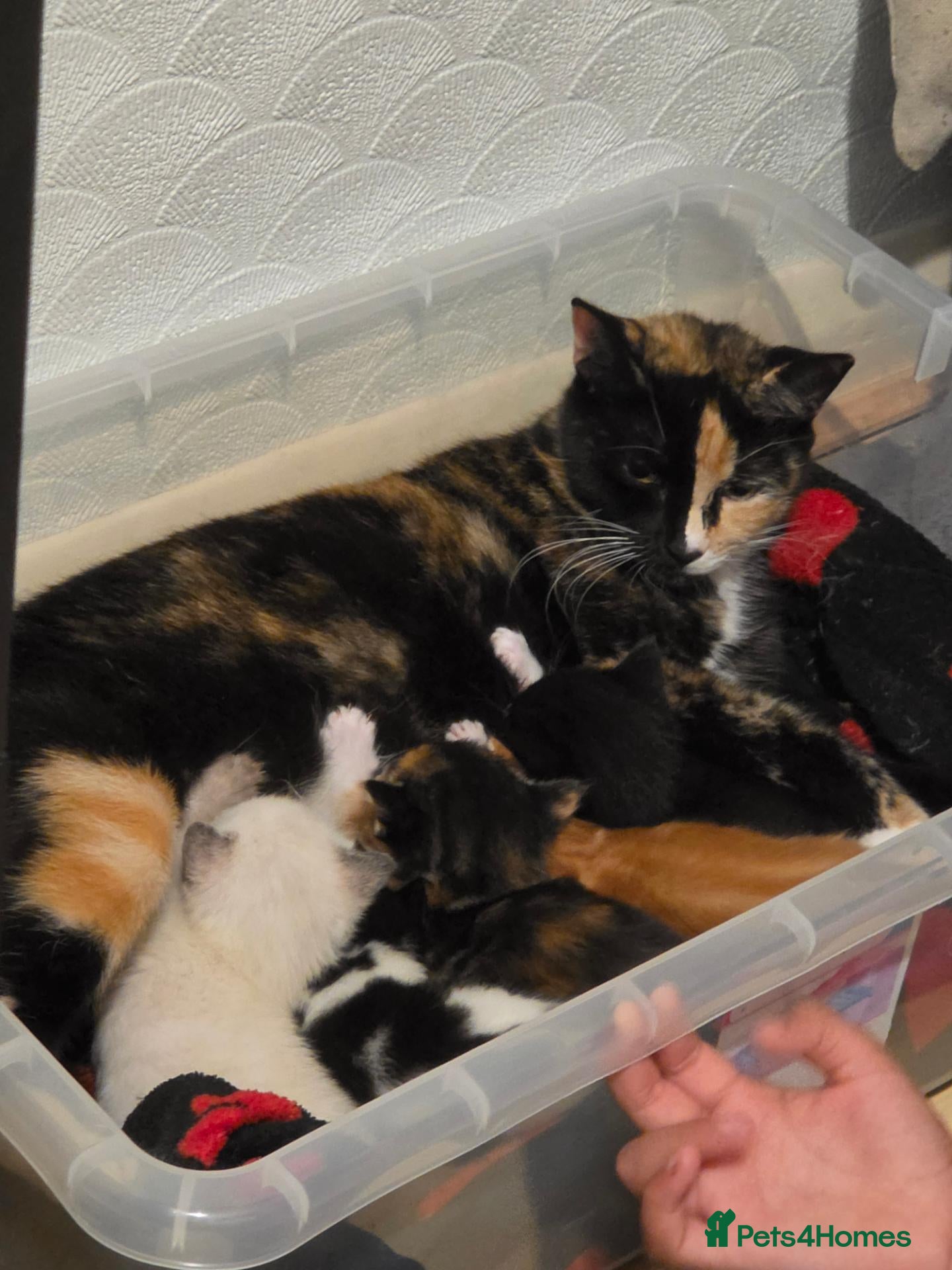 Mixed Breed cats 3 x beautifull kittens for sale - Advert 16