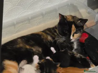 Mixed Breed cats 3 x beautifull kittens for sale - Advert 16