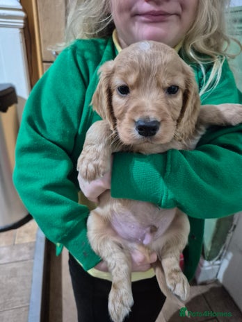 Cocker Spaniel dogs - Advert 2