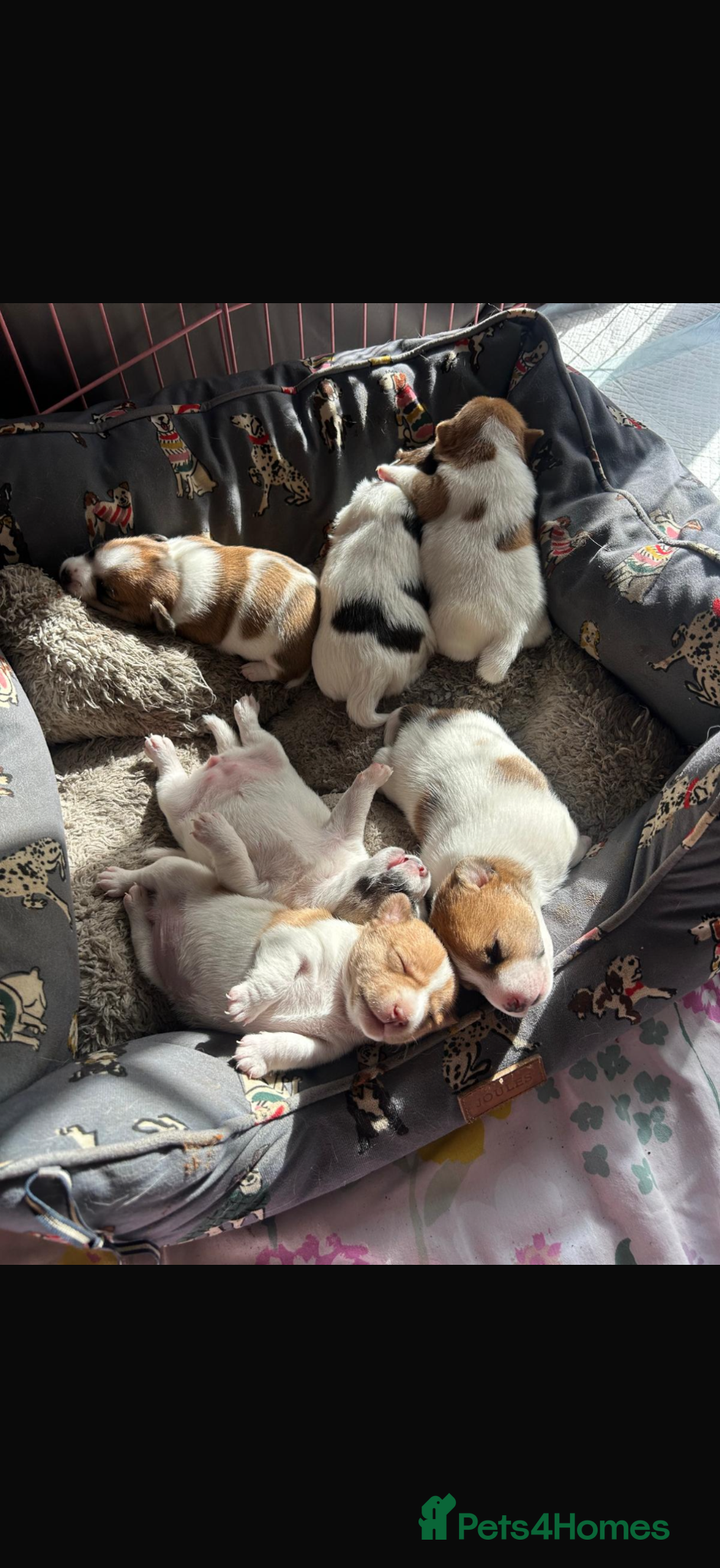 Jack Russell dogs Jack Russel pups  - Advert 6