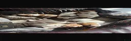 Jack Russell dogs for sale: Jack Russel pups  - Advert 1