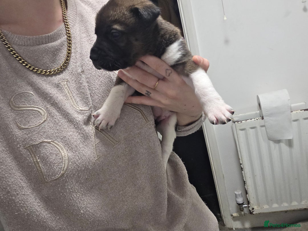 Mixed Breed dogs for sale: 3 girls left for rehoming  - Advert 10