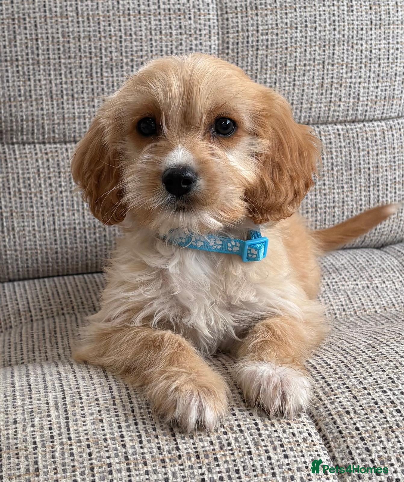 Cavapoo dogs F1b Cavapoo puppies! - Advert 6