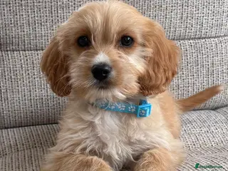Cavapoo dogs F1b Cavapoo puppies! - Advert 6