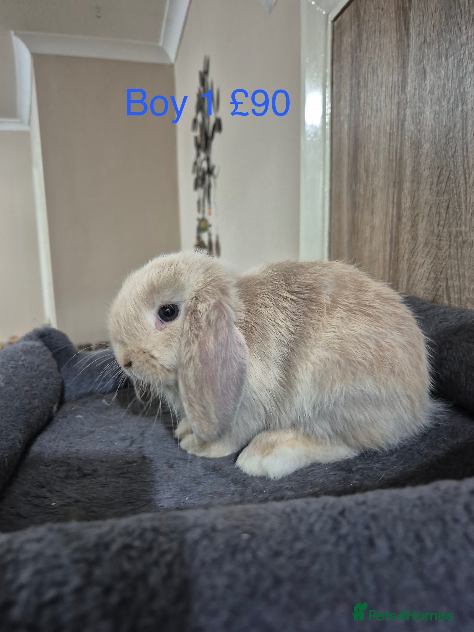 Mini Lop rabbits Pure Mini lop babies 10 weeks old  - Advert 2